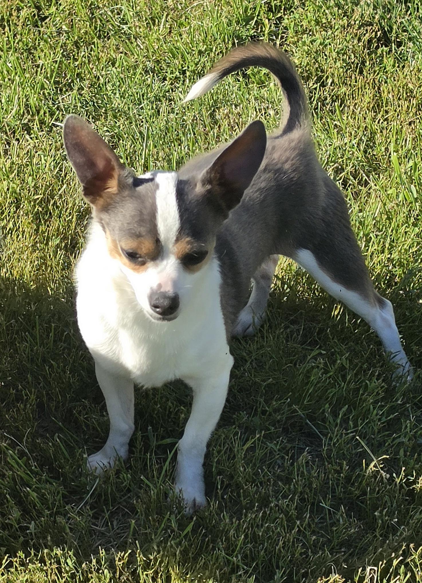 Jasper, ADOPTABLE, Young Male Chihuahua & Shih Tzu.