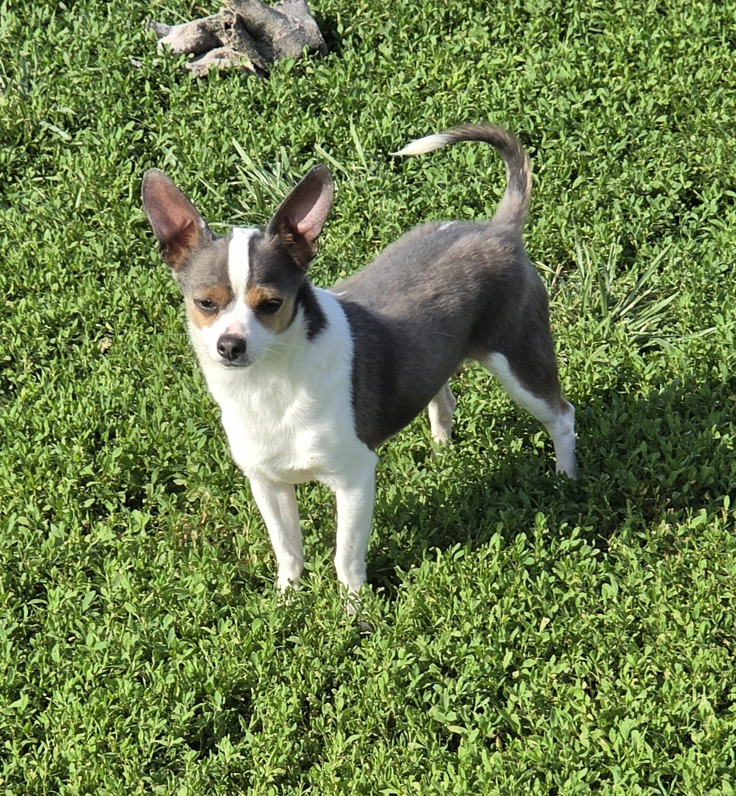 Jasper, a ADOPTABLE mixed breed in Terre Haute, IN image 2/3