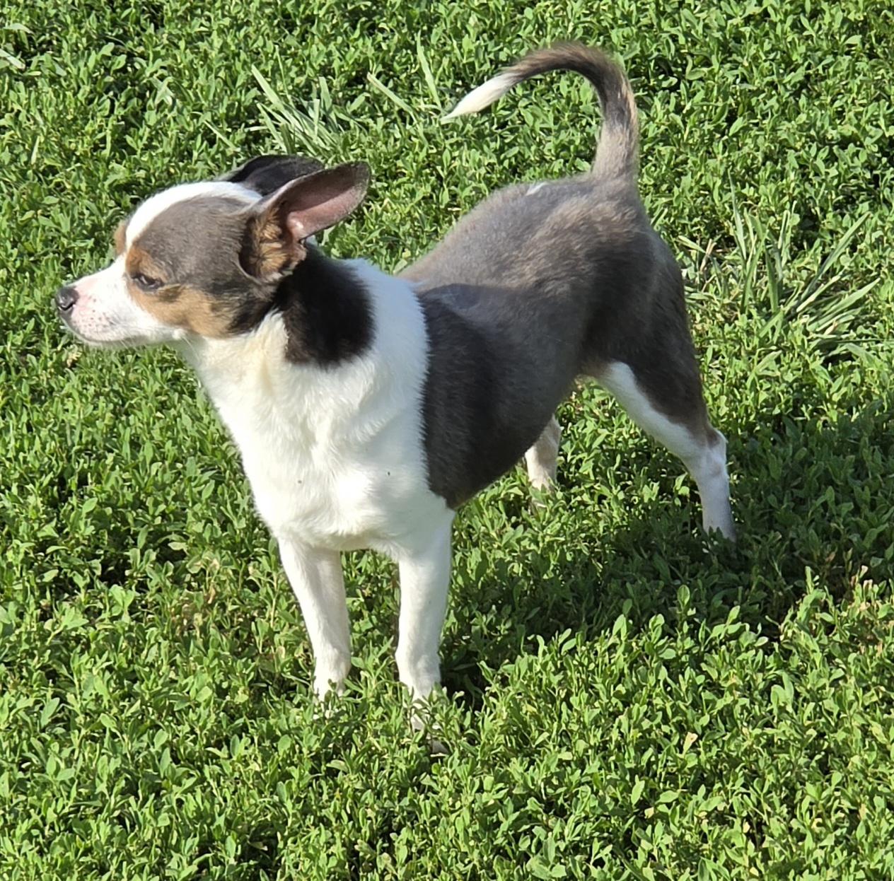 Jasper, a ADOPTABLE mixed breed in Terre Haute, IN image 3/3