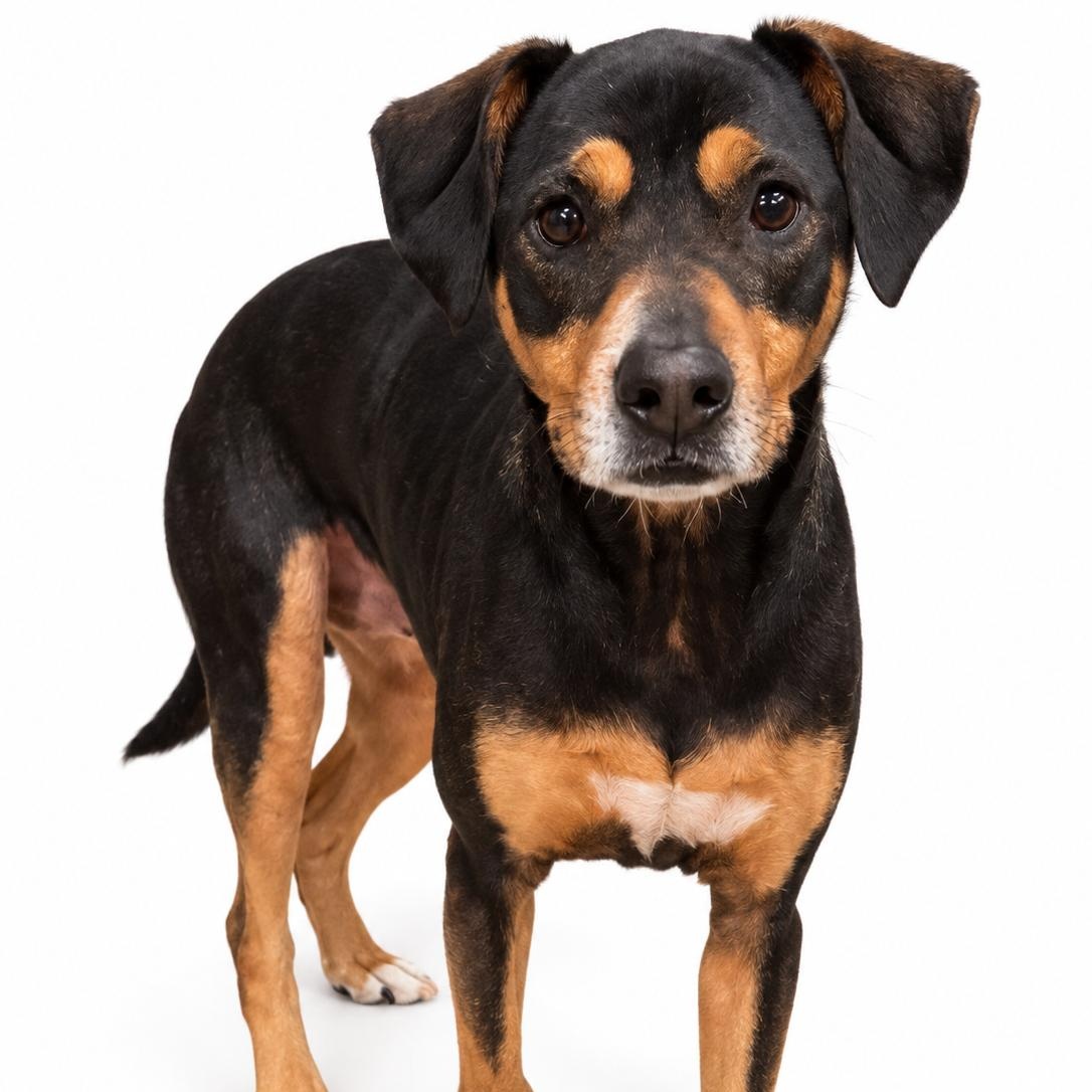 Enlarge Coco, a Adoptable mixed breed in Saratoga Springs, NY image 1/1