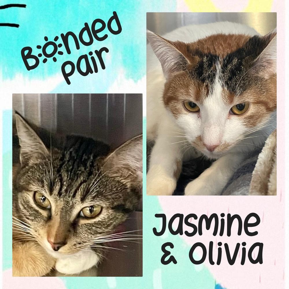 Enlarge Jasmine, a Adoptable Domestic Short Hair in Southbury, CT image 1/5