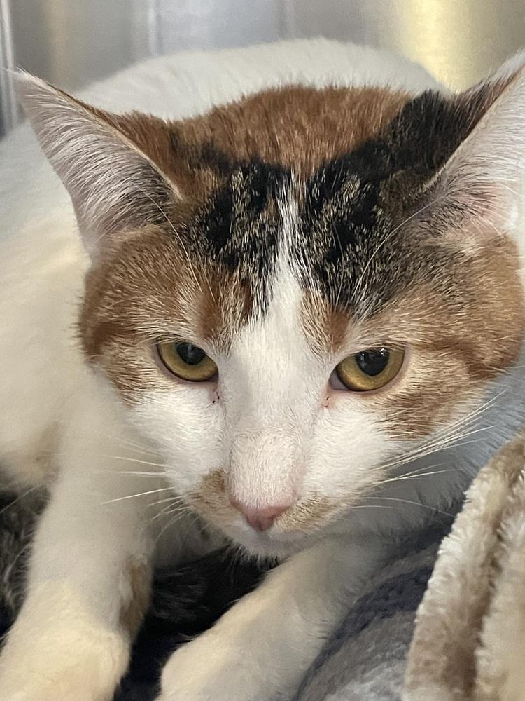 Enlarge Jasmine, a Adoptable Domestic Short Hair in Southbury, CT image 2/5