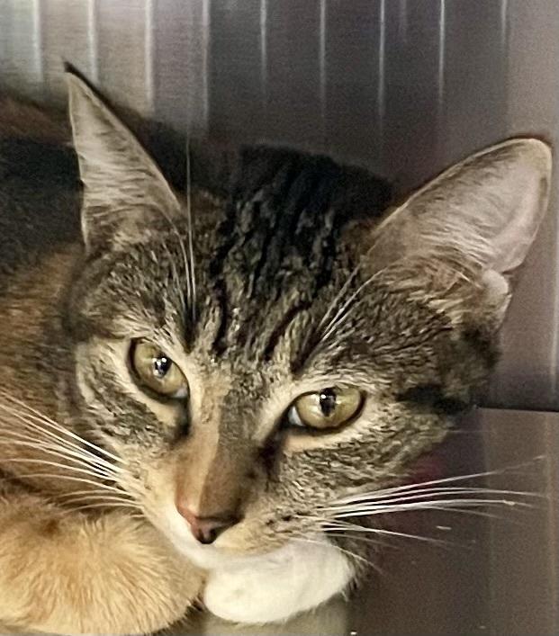 Enlarge Jasmine, a Adoptable Domestic Short Hair in Southbury, CT image 3/5