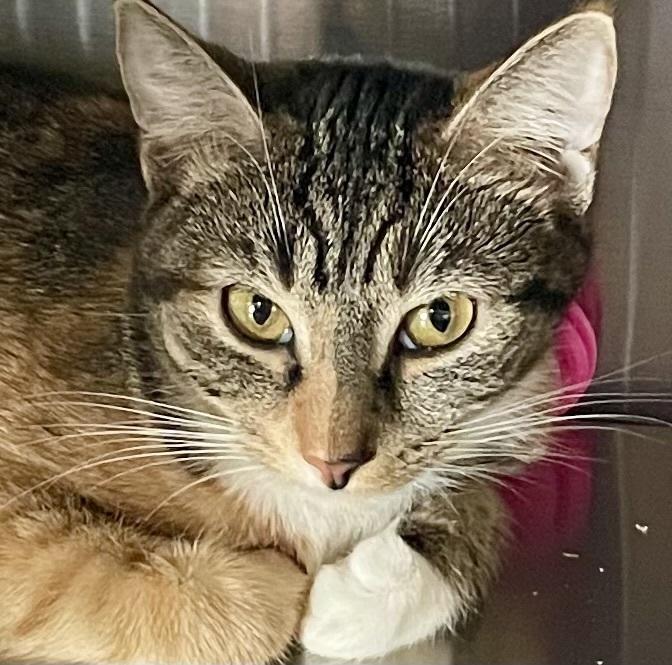 Enlarge Jasmine, a Adoptable Domestic Short Hair in Southbury, CT image 4/5