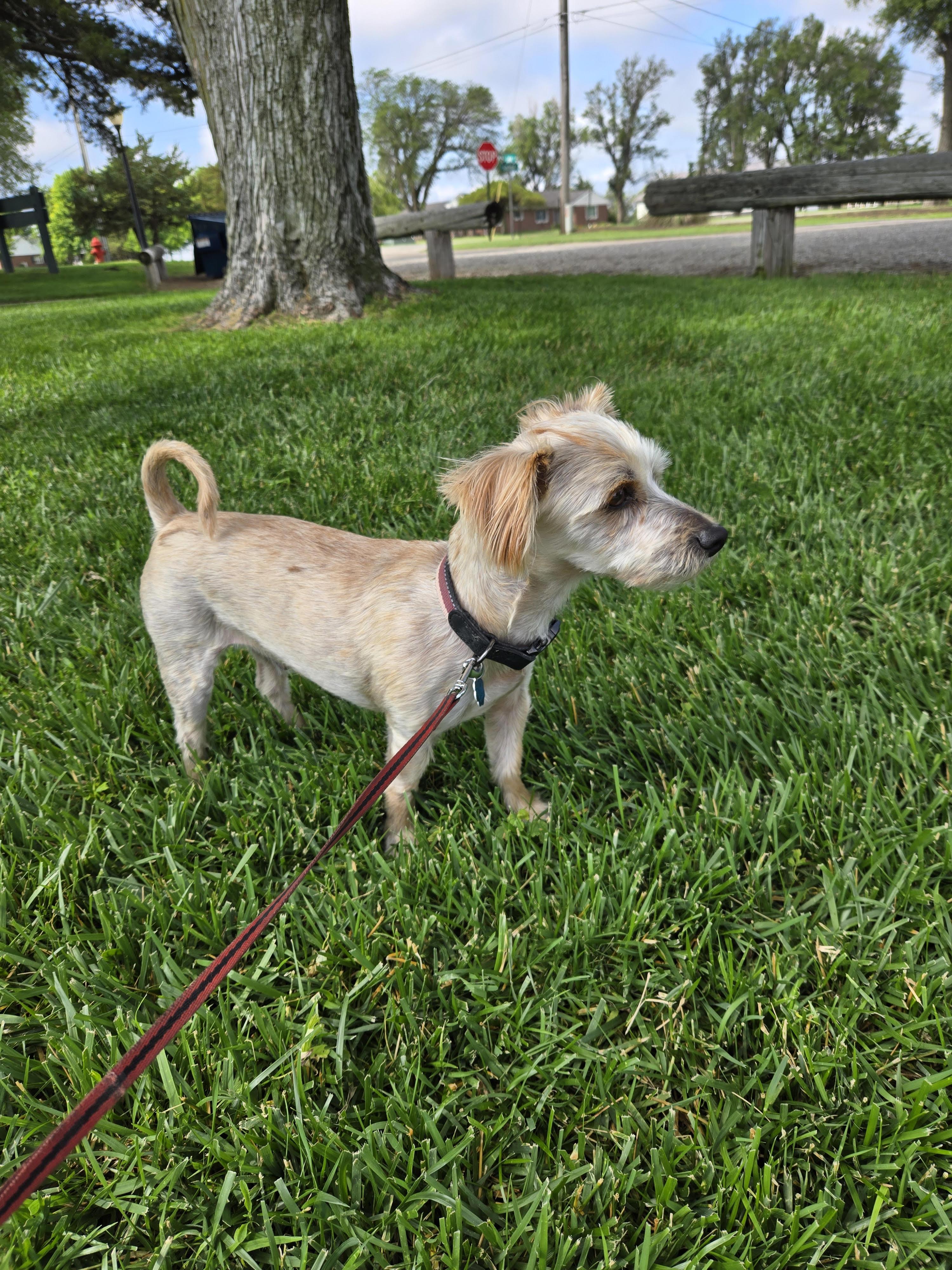 Burkley, Adopted, Senior Male Shih Tzu.