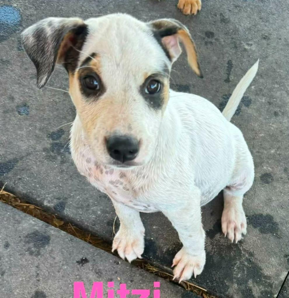 Ferrari, Adoptable, Puppy Female Collie.