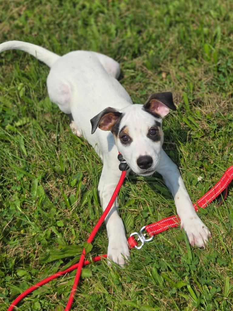 Ferrari, a Adoptable Collie in Viroqua, WI image 2/2