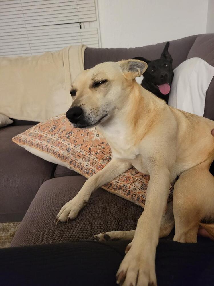 Goldie, Adoptable, Adult Female Mixed Breed & Terrier.