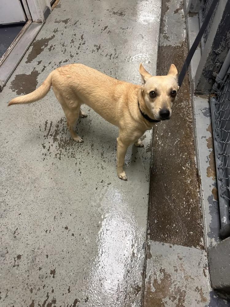 Goldie, a Adoptable mixed breed in Aurora, CO image 2/5