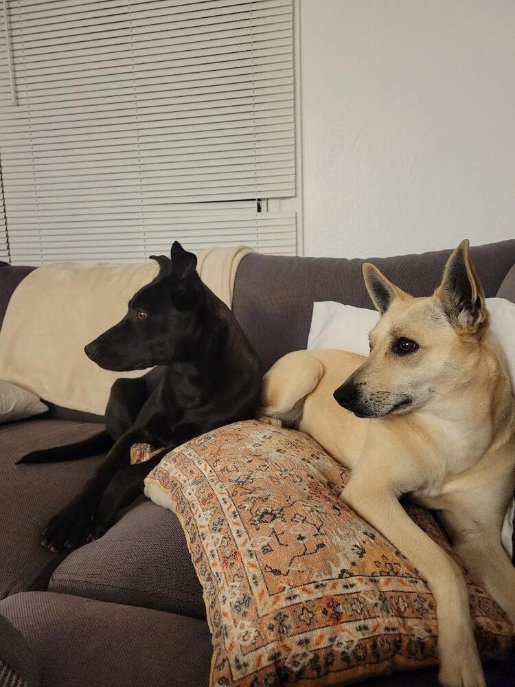 Goldie, a Adoptable mixed breed in Aurora, CO image 3/5