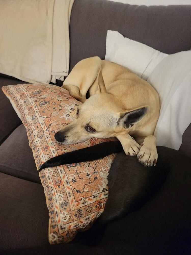 Goldie, a Adoptable mixed breed in Aurora, CO image 5/5