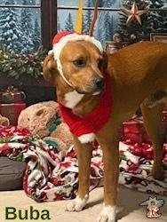 Buba, Adoptable, Young Male Carolina Dog & Black Mouth Cur.