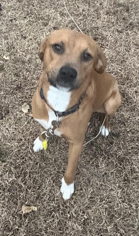 Enlarge Buba, a Adoptable mixed breed in Willingboro, NJ image 2/6