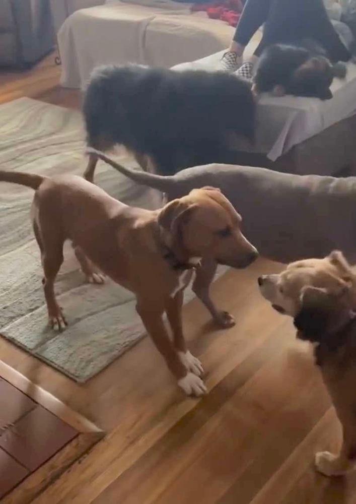 Enlarge Buba, a Adoptable mixed breed in Willingboro, NJ image 3/6