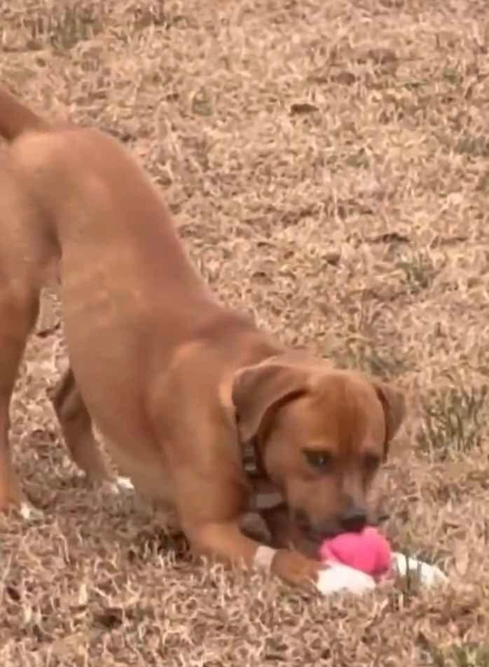 Enlarge Buba, a Adoptable mixed breed in Willingboro, NJ image 5/6