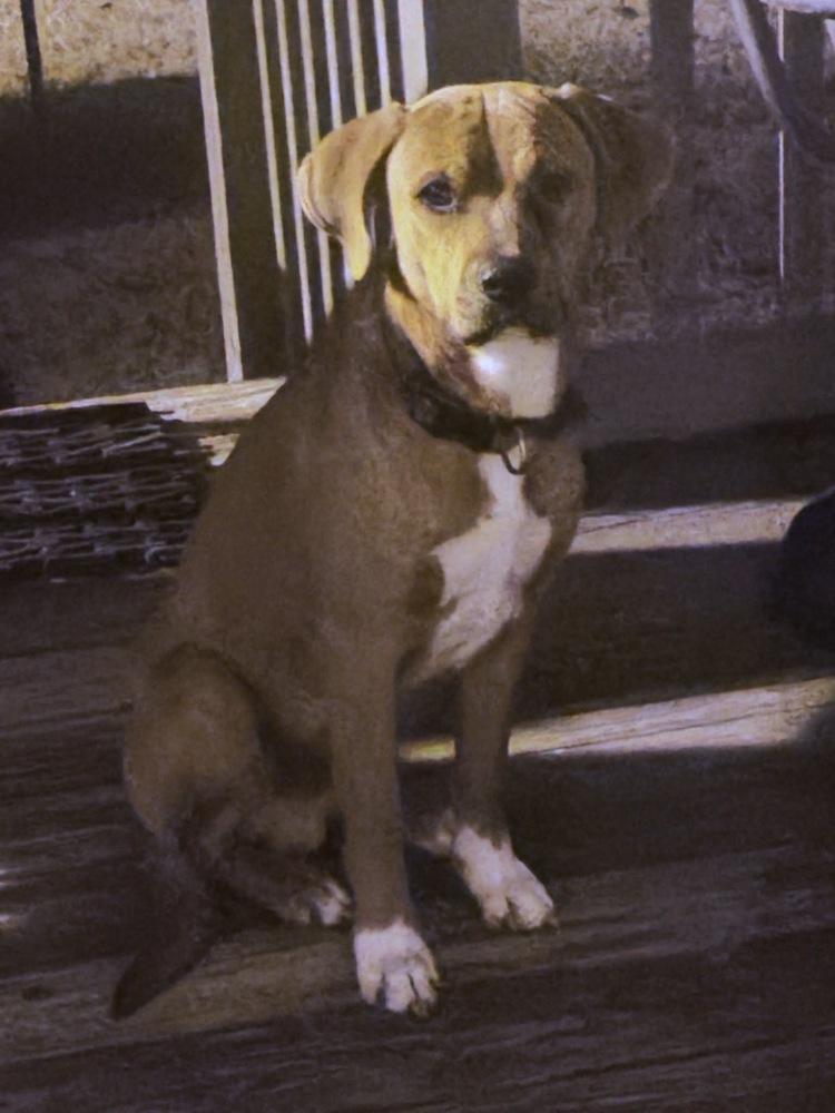 Enlarge Buba, a Adoptable mixed breed in Willingboro, NJ image 6/6