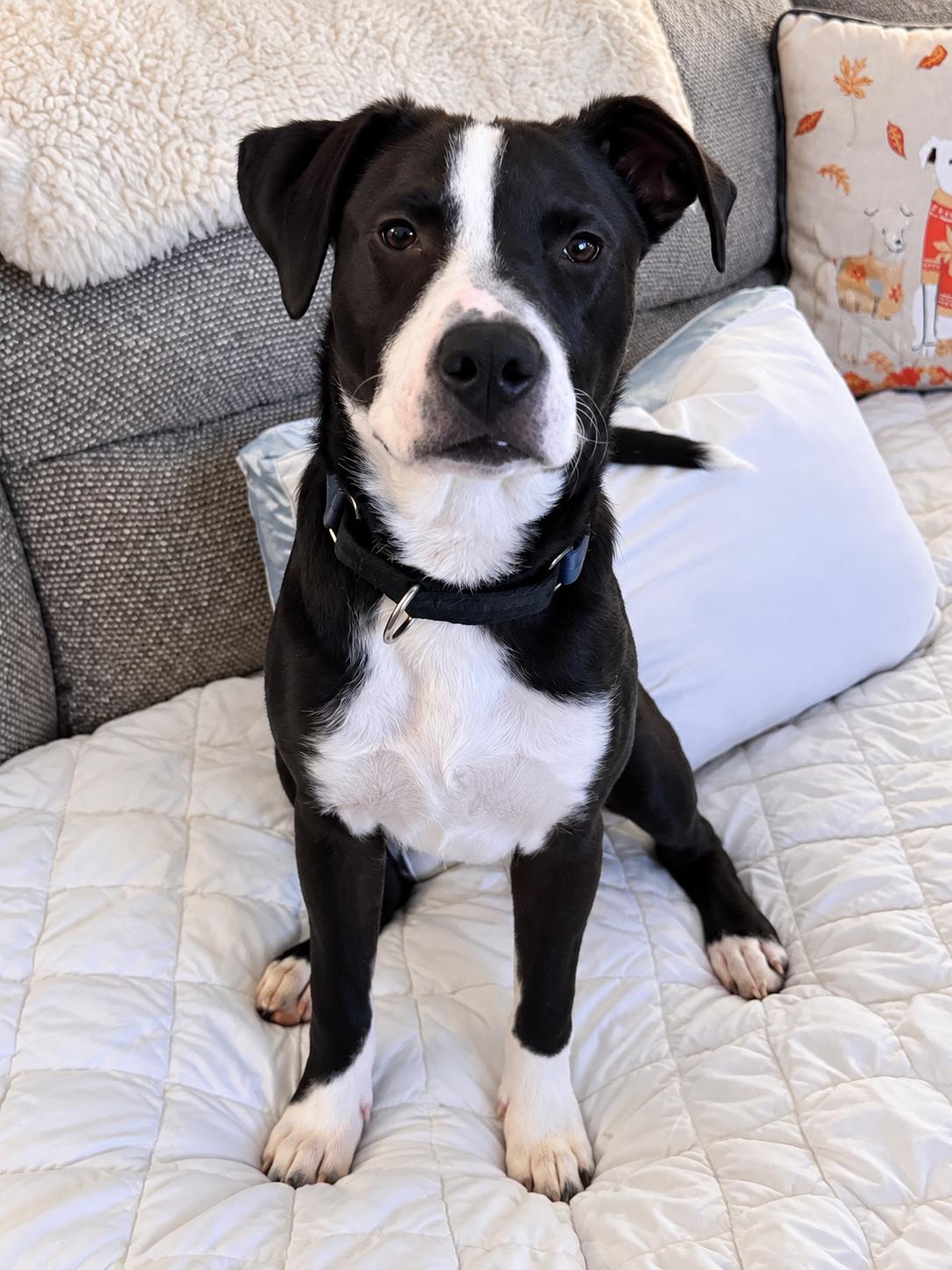 Enlarge Domino, a Adoptable mixed breed in South Euclid, OH image 4/6