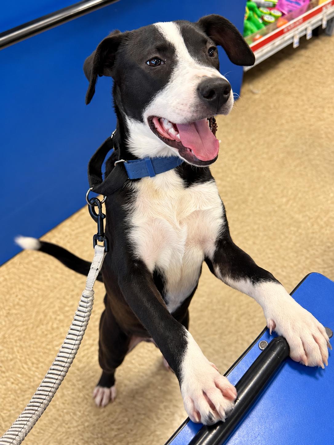 Enlarge Domino, a Adoptable mixed breed in South Euclid, OH image 3/6