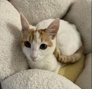 Enlarge Candy Corn, a ADOPTABLE mixed breed in Escondido, CA image 3/3