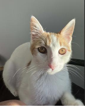 Enlarge Candy Corn, a ADOPTABLE mixed breed in Escondido, CA image 2/3