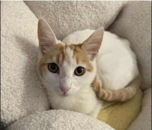 Enlarge Candy Corn, a ADOPTABLE mixed breed in Escondido, CA image 1/3