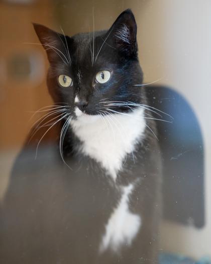 Princess, a Adoptable mixed breed in Pequot Lakes, MN image 1/3