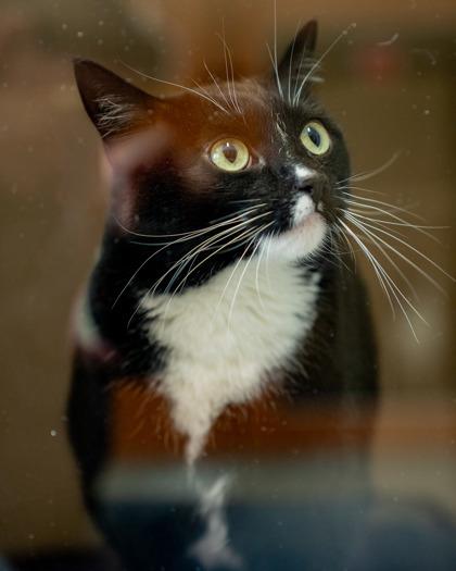 Princess, Adoptable, Adult Female Domestic Short Hair & Domestic Short Hair.