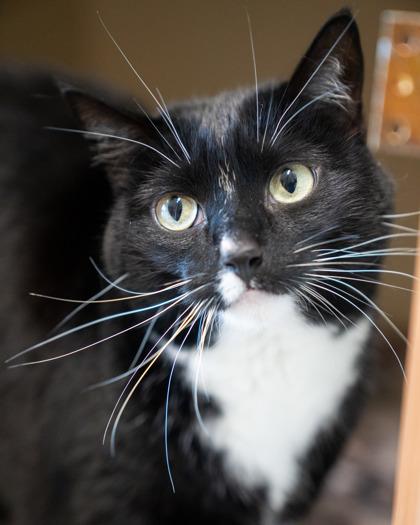Princess, a Adoptable mixed breed in Pequot Lakes, MN image 2/3