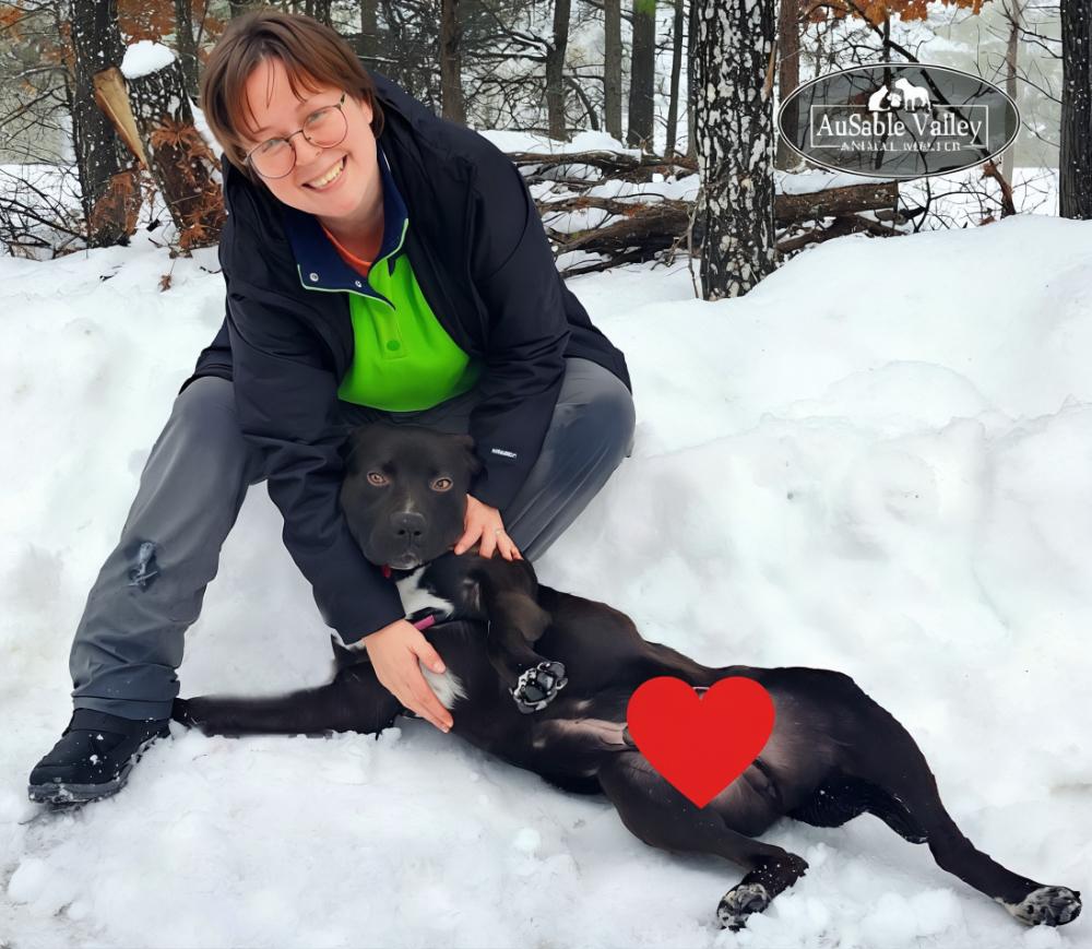 Enlarge Beau, a ADOPTABLE Mixed Breed in Grayling, MI image 5/6