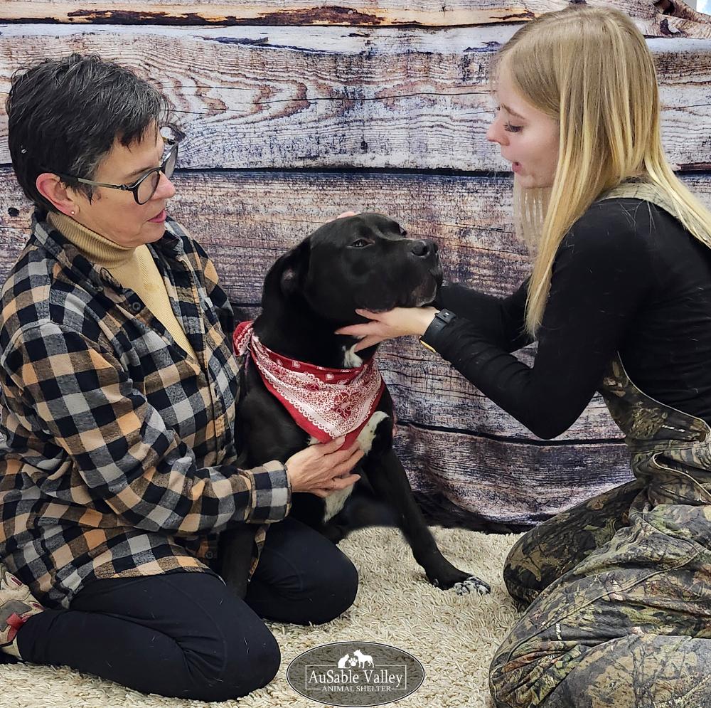 Enlarge Beau, a ADOPTABLE Mixed Breed in Grayling, MI image 3/6