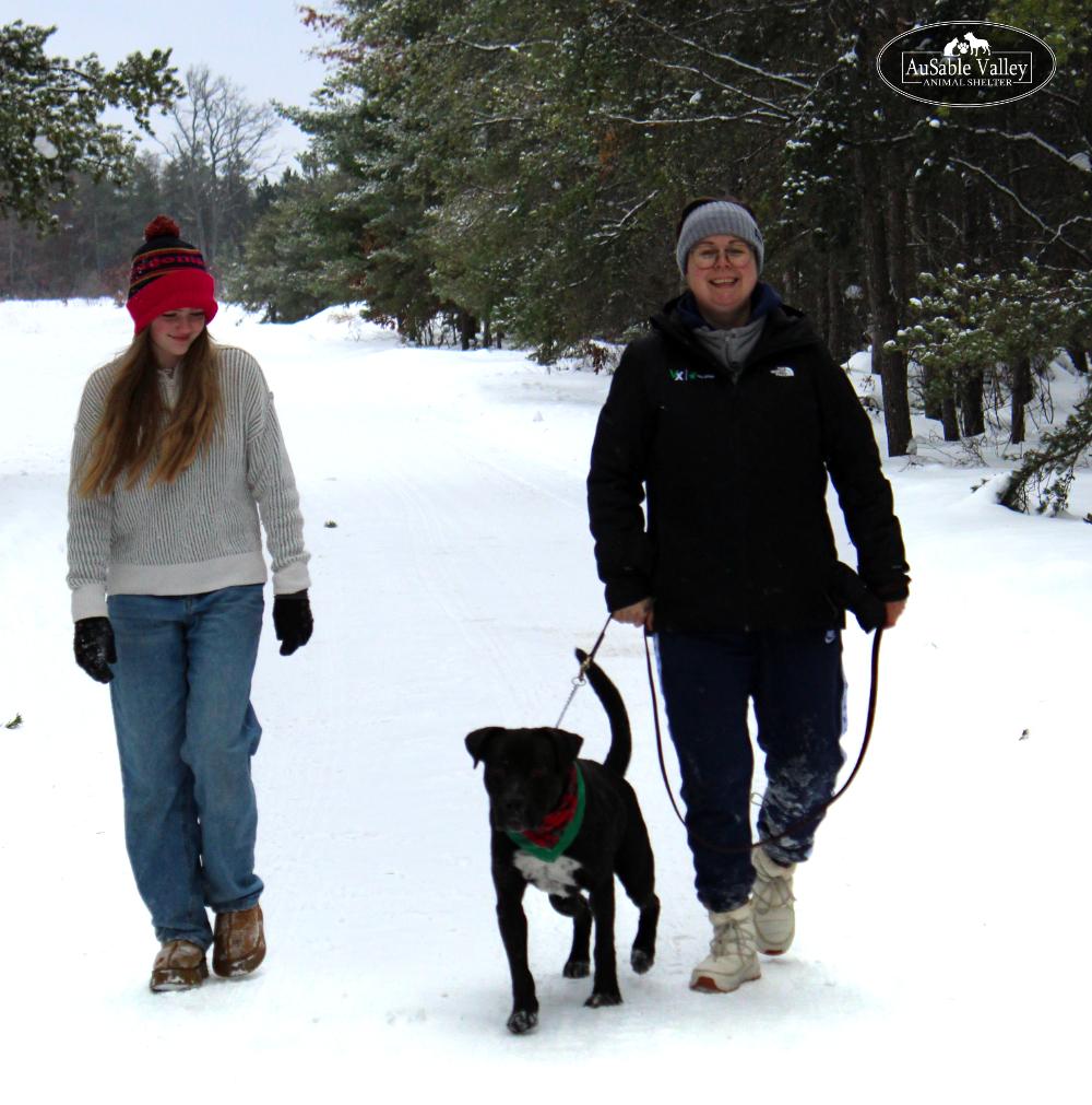 Enlarge Beau, a ADOPTABLE Mixed Breed in Grayling, MI image 5/6