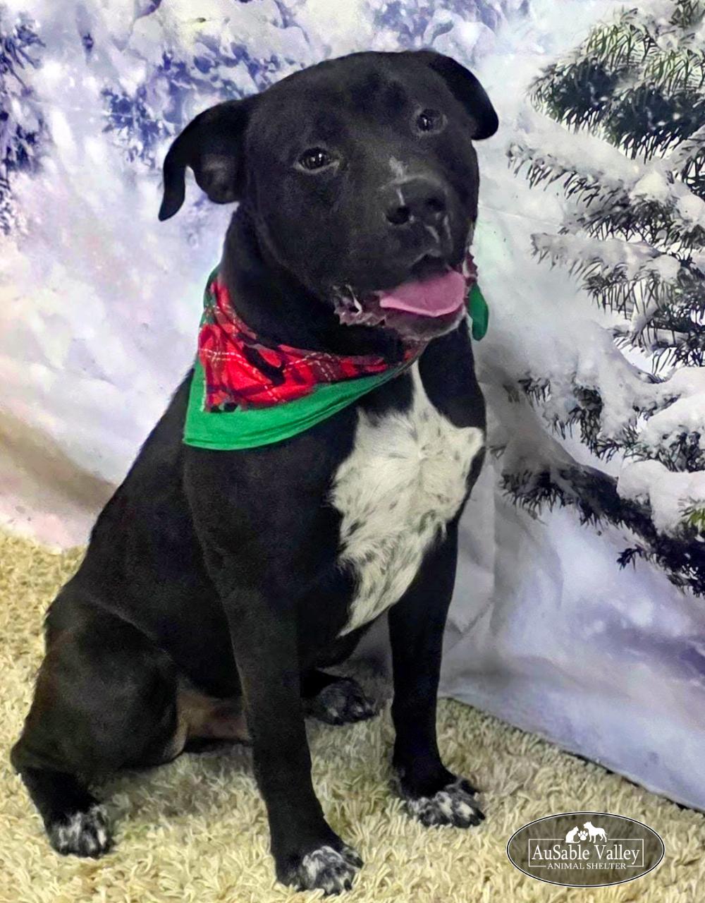 Enlarge Beau, a ADOPTABLE Mixed Breed in Grayling, MI image 3/6