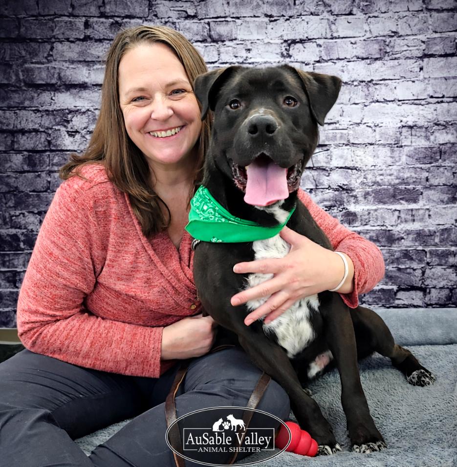 Beau, a ADOPTABLE Mixed Breed in Grayling, MI image 2/6