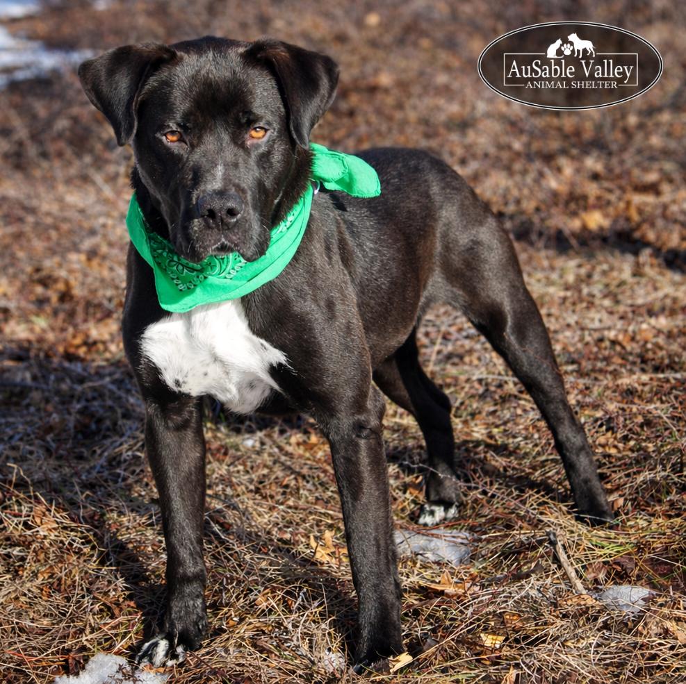 Enlarge Beau, a ADOPTABLE Mixed Breed in Grayling, MI image 1/6