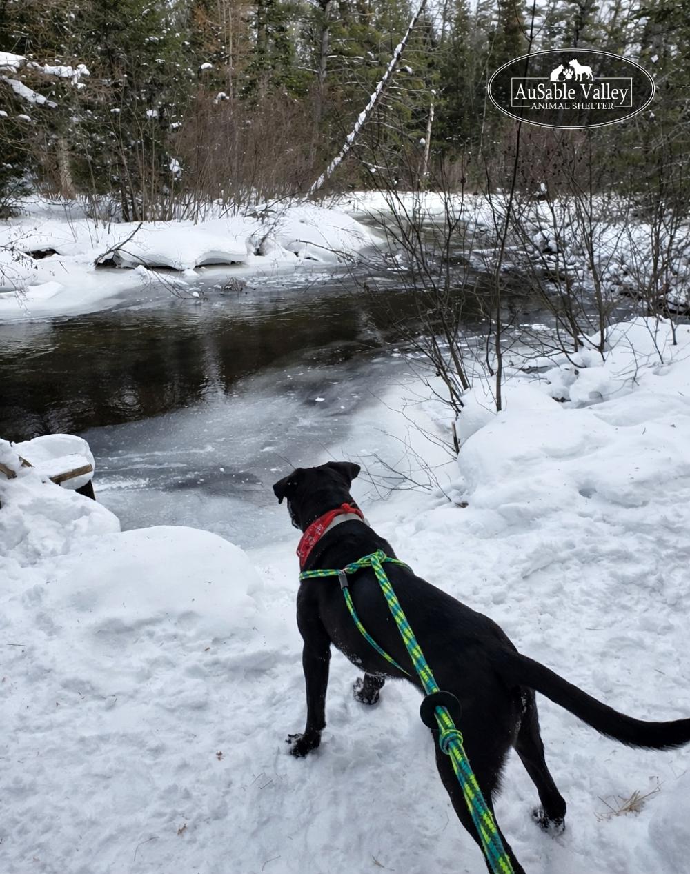 Beau, a ADOPTABLE Mixed Breed in Grayling, MI image 6/6