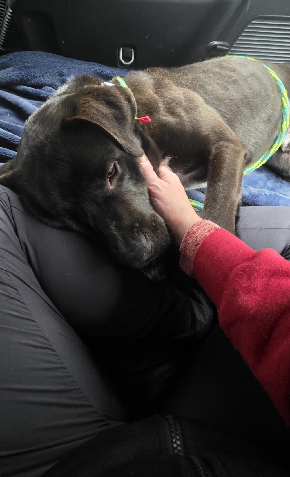 Beau, a ADOPTABLE Mixed Breed in Grayling, MI image 5/6