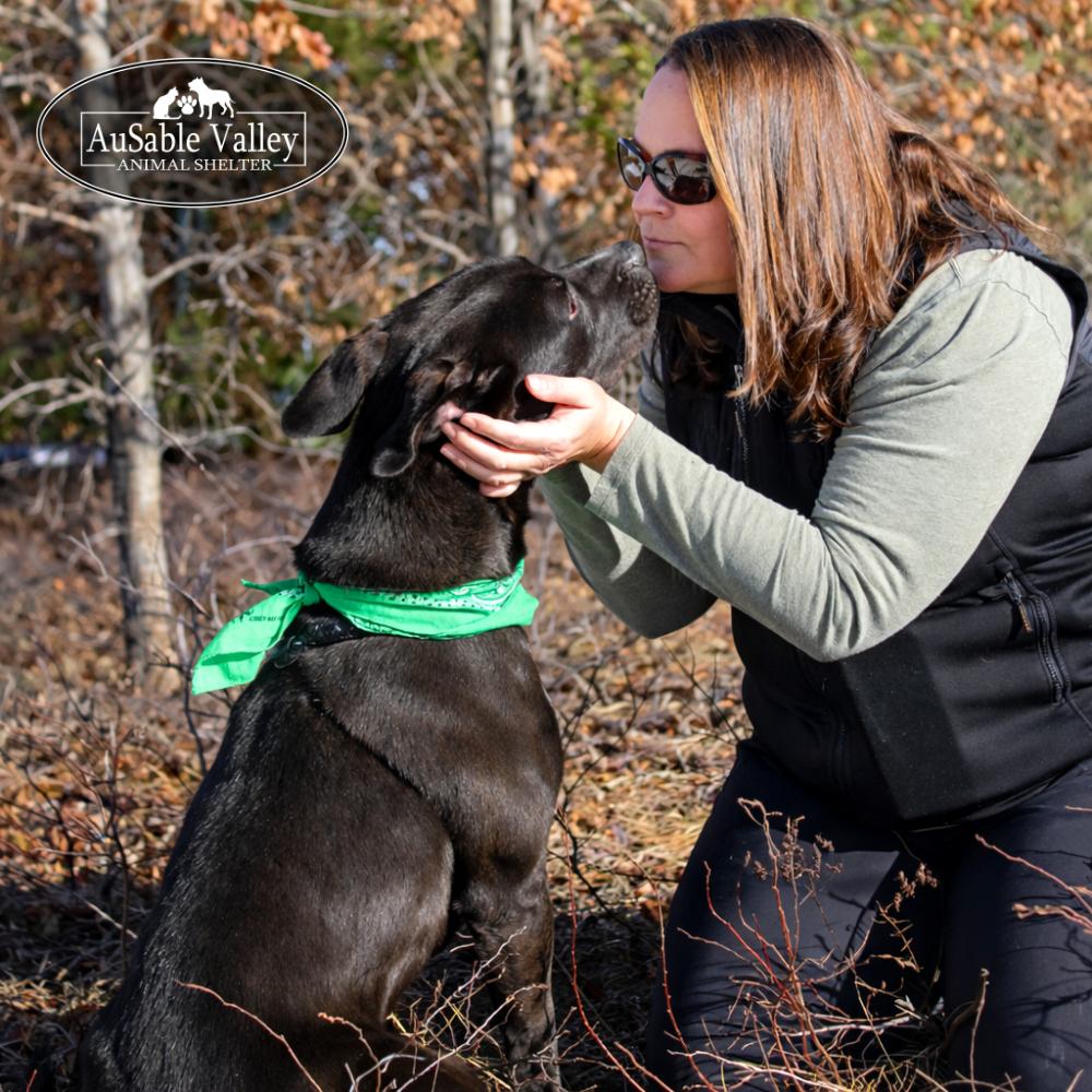 Enlarge Beau, a ADOPTABLE Mixed Breed in Grayling, MI image 6/6
