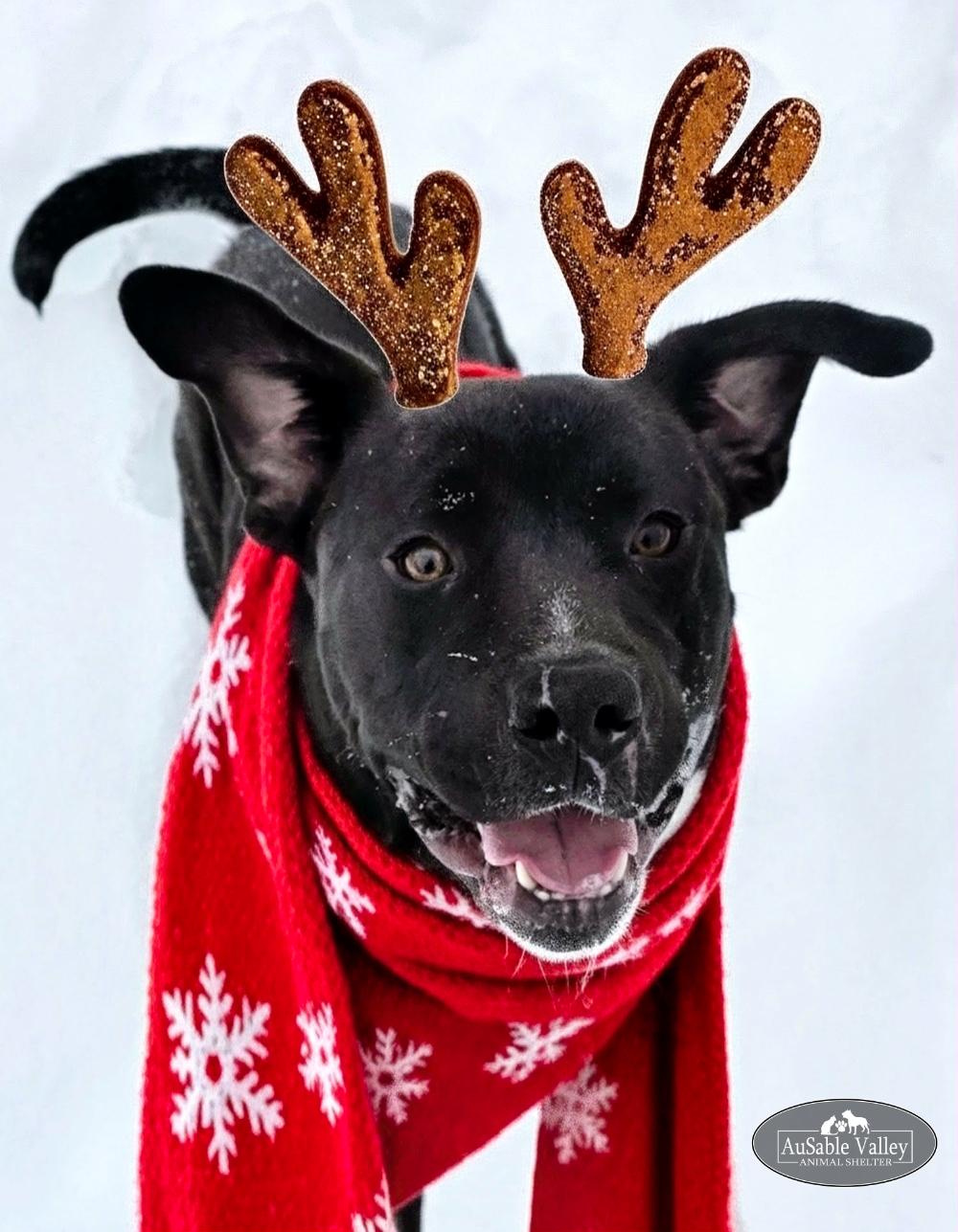 Enlarge Beau, a ADOPTABLE Mixed Breed in Grayling, MI image 2/6