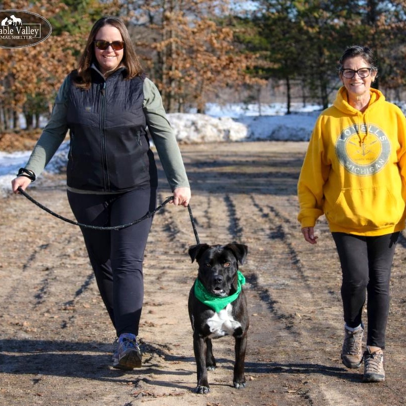 Enlarge Beau, a ADOPTABLE Mixed Breed in Grayling, MI image 5/6