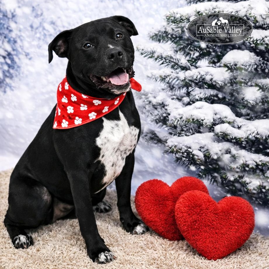 Beau, ADOPTABLE, Adult Male Mixed Breed.