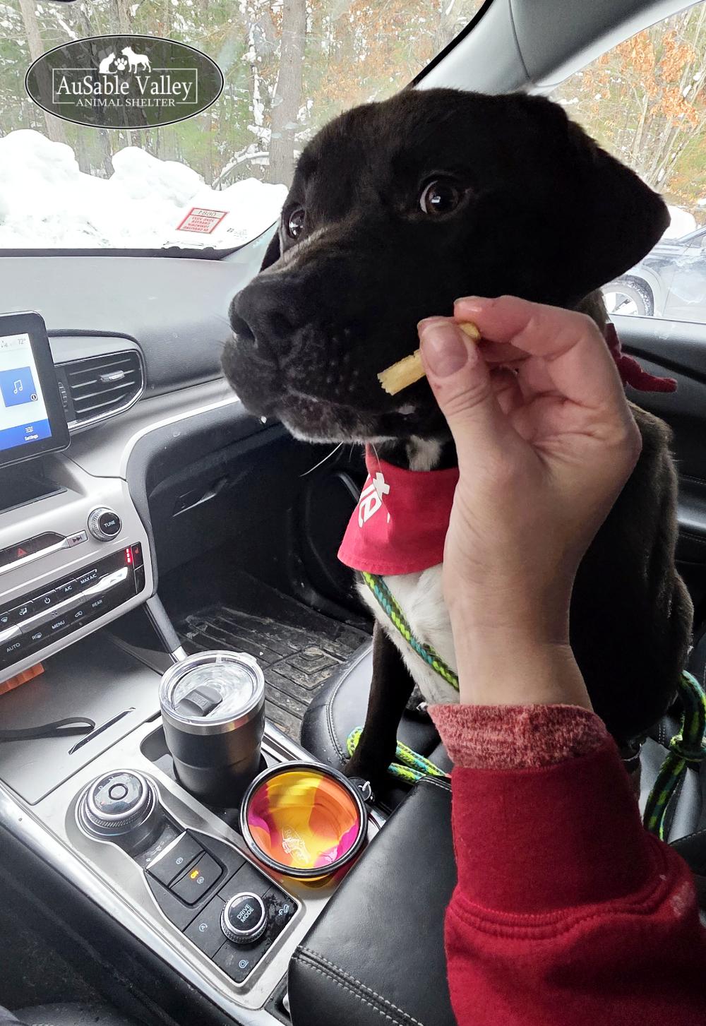 Beau, a ADOPTABLE Mixed Breed in Grayling, MI image 4/6