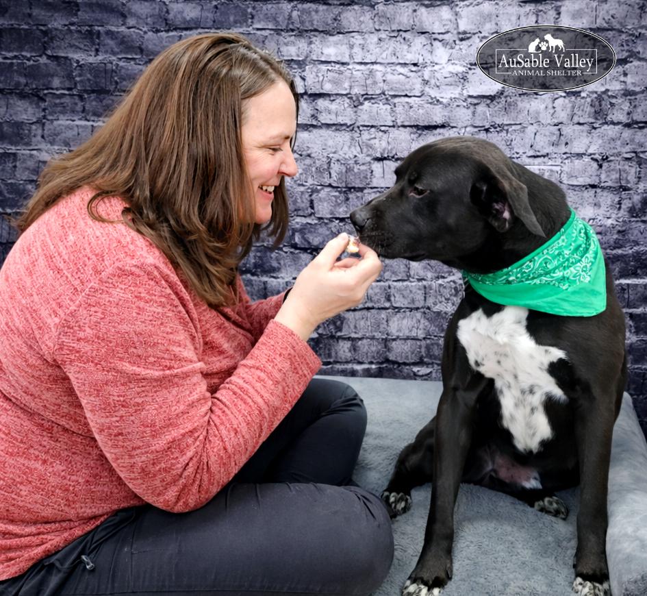 Beau, a ADOPTABLE Mixed Breed in Grayling, MI image 3/6