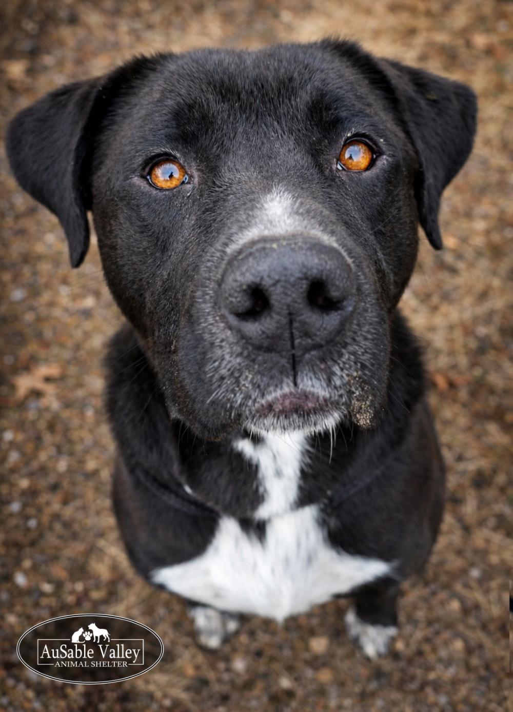 Enlarge Beau, a ADOPTABLE Mixed Breed in Grayling, MI image 2/6