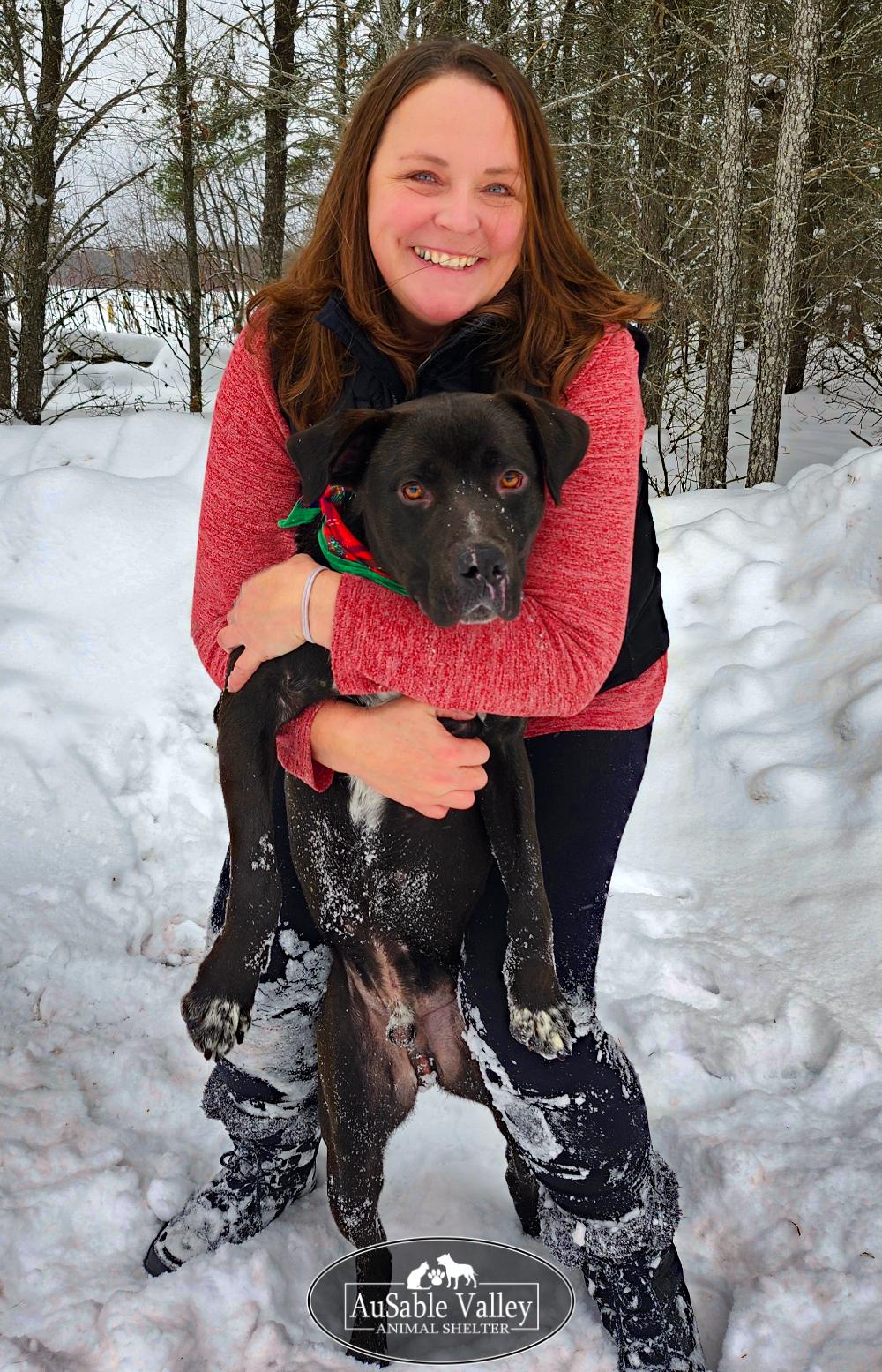 Beau, ADOPTABLE, Adult Male Mixed Breed.