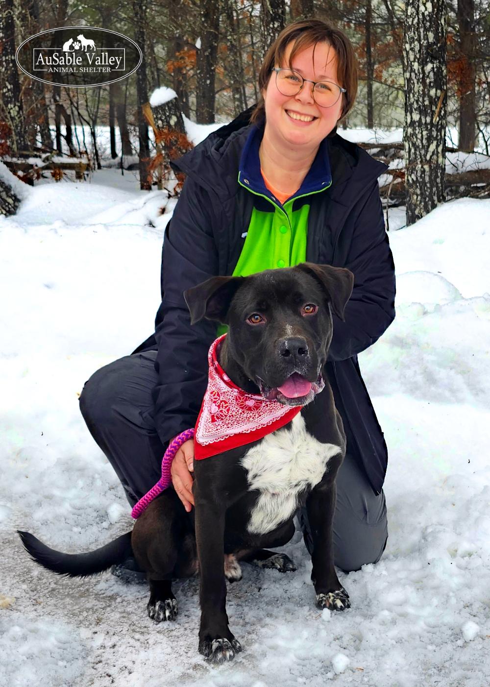 Enlarge Beau, a ADOPTABLE Mixed Breed in Grayling, MI image 2/6