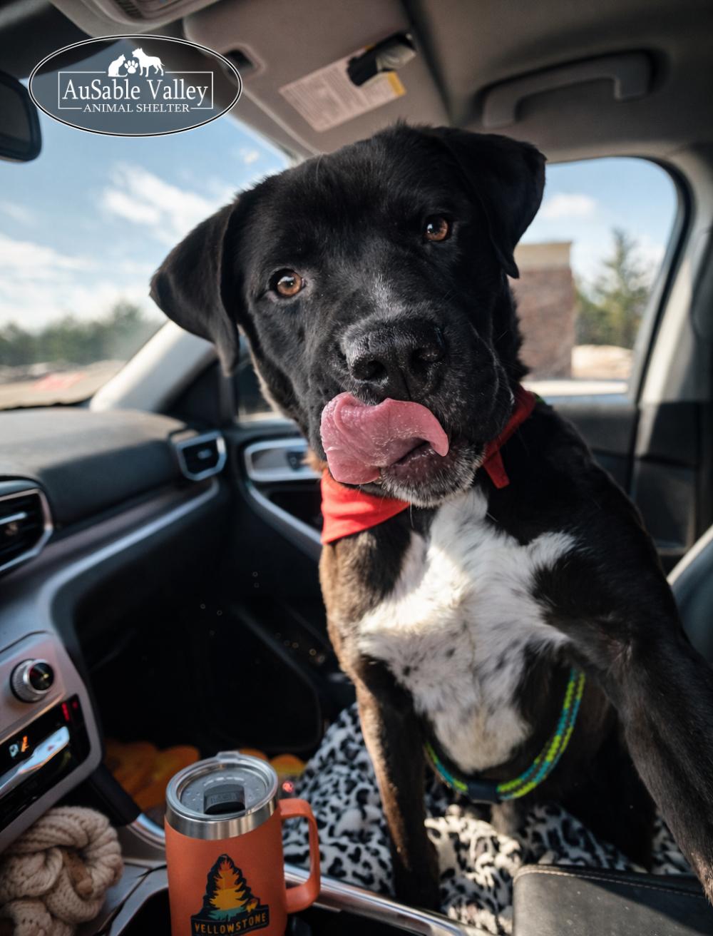 Enlarge Beau, a ADOPTABLE Mixed Breed in Grayling, MI image 3/6
