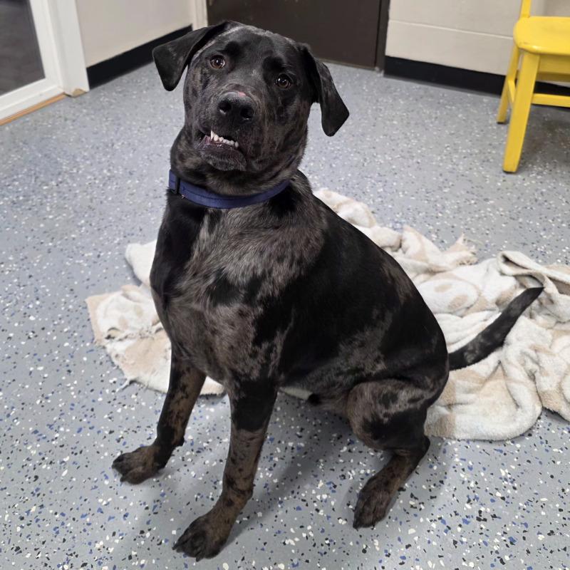 Enlarge Daxx, a Adoptable mixed breed in Yankton, SD image 1/4