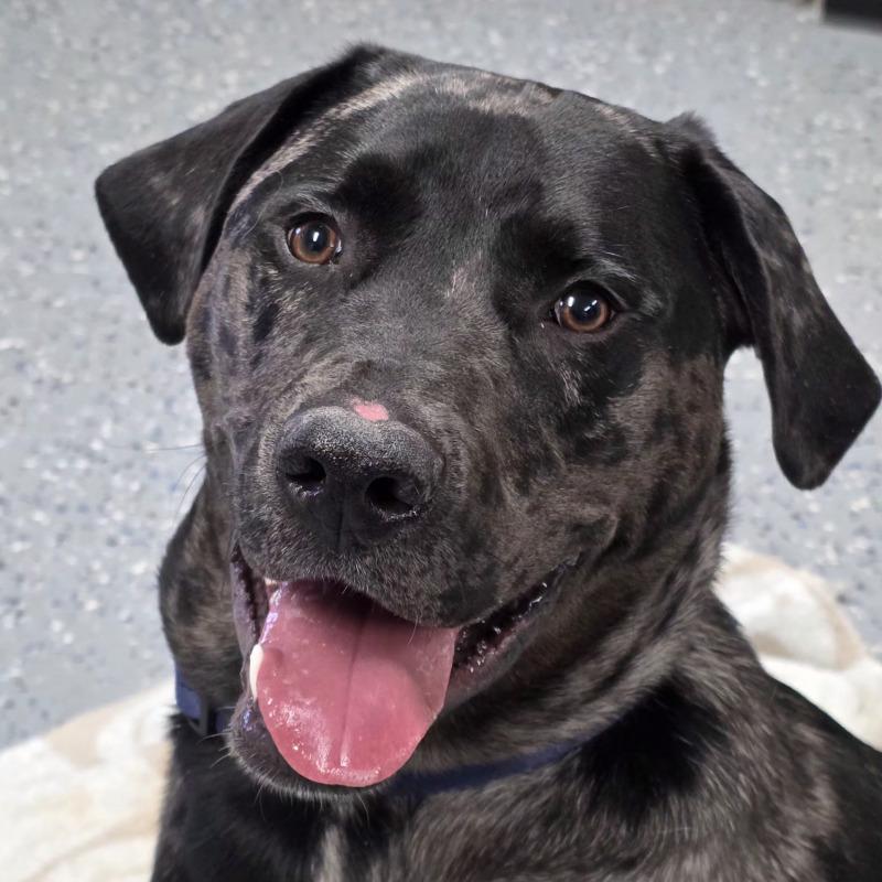 Enlarge Daxx, a Adoptable mixed breed in Yankton, SD image 3/4