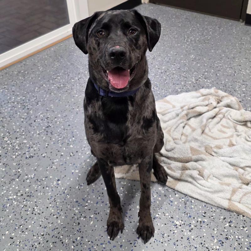 Enlarge Daxx, a Adoptable mixed breed in Yankton, SD image 4/4