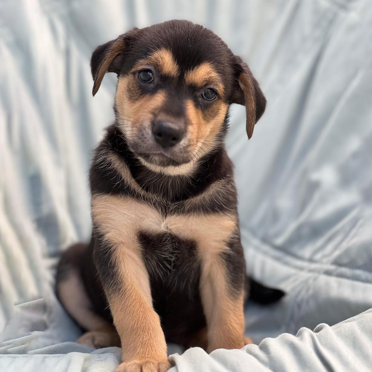 Chess Pup - Pawn photo